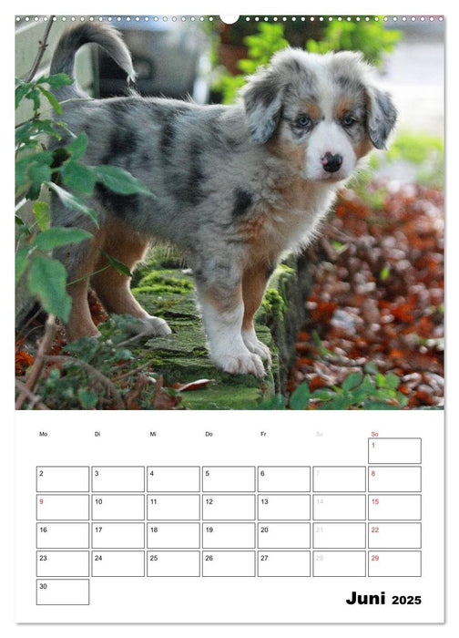 Australian Shepherd (CALVENDO Premium Wandkalender 2025)