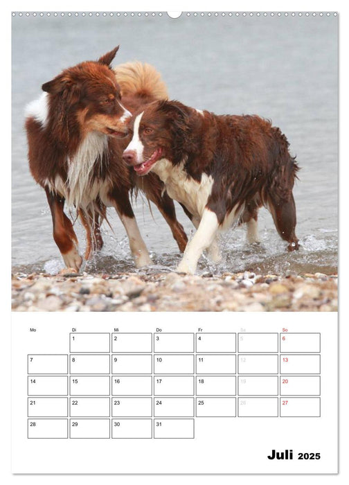 Australian Shepherd (CALVENDO Premium Wandkalender 2025)