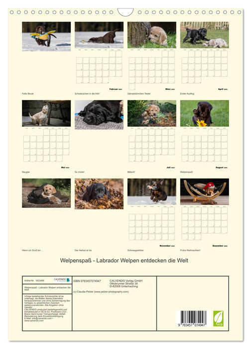 Welpenspaß - Labrador Welpen entdecken die Welt (CALVENDO Wandkalender 2025)