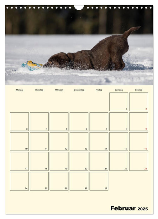 Welpenspaß - Labrador Welpen entdecken die Welt (CALVENDO Wandkalender 2025)