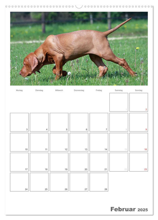 Magyar Vizsla (CALVENDO Premium Wandkalender 2025)