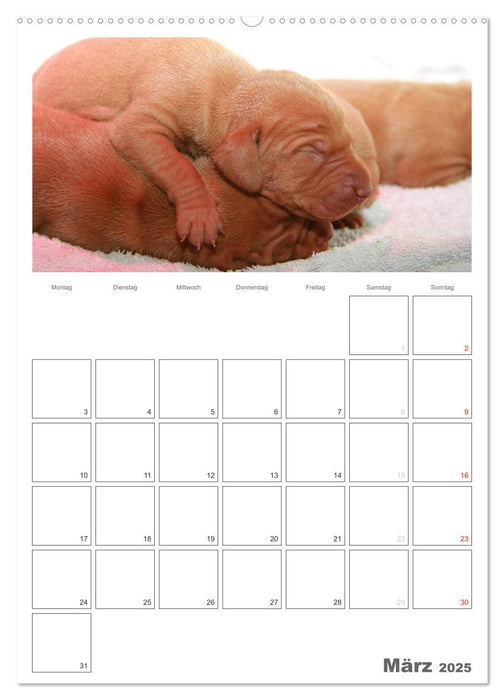 Magyar Vizsla (CALVENDO Premium Wandkalender 2025)