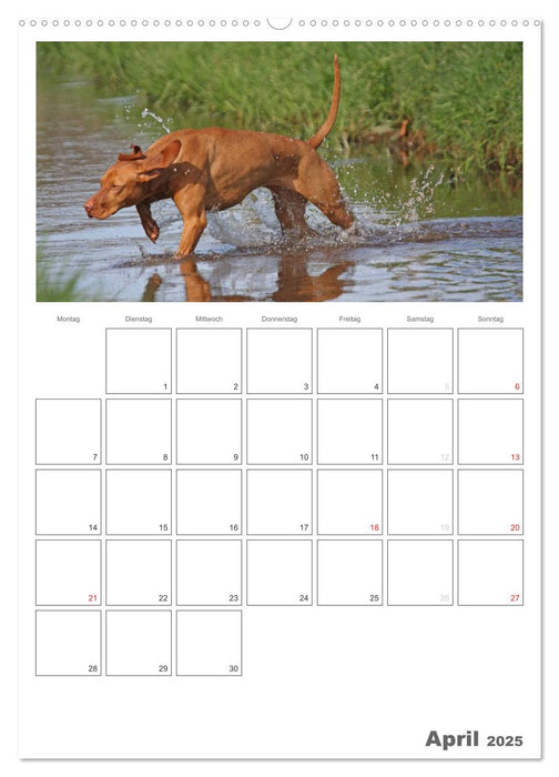 Magyar Vizsla (CALVENDO Premium Wandkalender 2025)