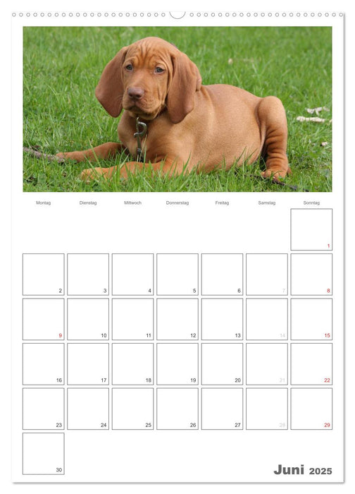 Magyar Vizsla (CALVENDO Premium Wandkalender 2025)