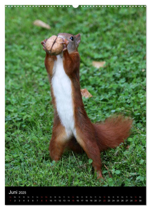 Eichhörnchen (CALVENDO Premium Wandkalender 2025)