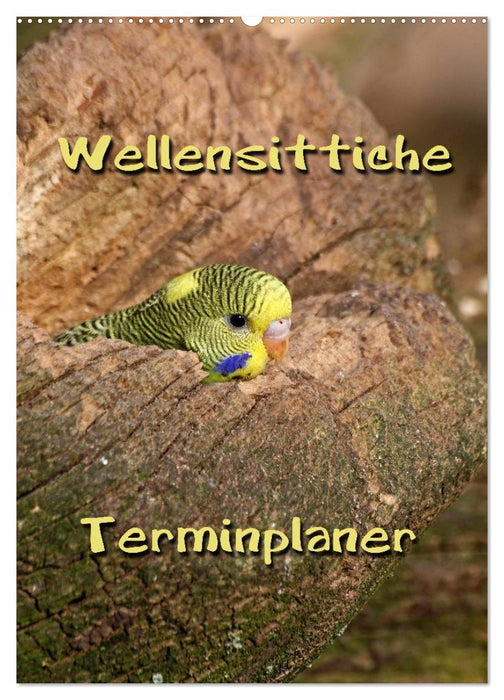 Wellensittiche Terminplaner (CALVENDO Wandkalender 2025)