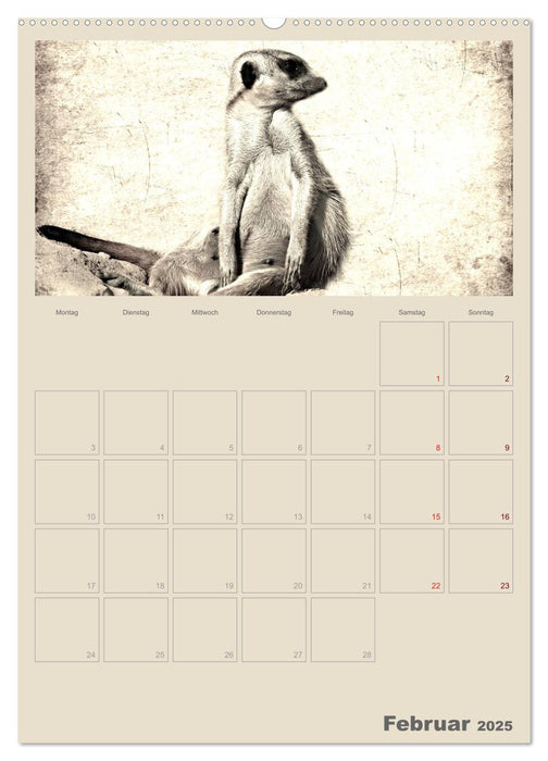 Lustige Erdmännchen (CALVENDO Premium Wandkalender 2025)