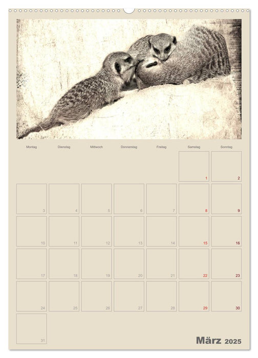 Lustige Erdmännchen (CALVENDO Premium Wandkalender 2025)