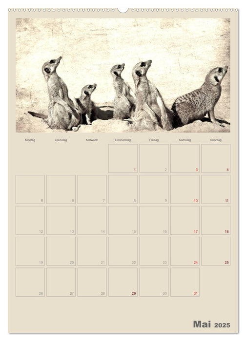 Lustige Erdmännchen (CALVENDO Premium Wandkalender 2025)