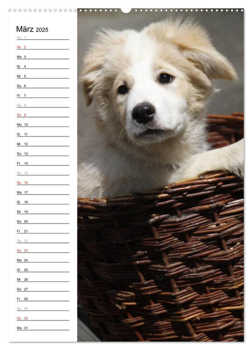 Der Border Collie Terminplaner (CALVENDO Wandkalender 2025)