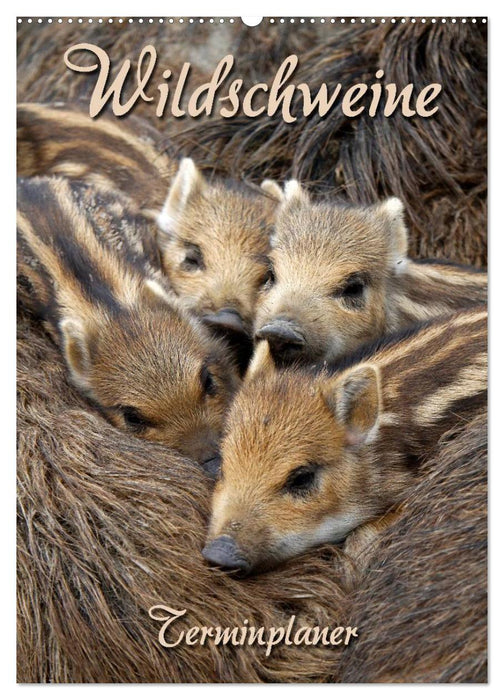 Wildschweine (CALVENDO Wandkalender 2025)