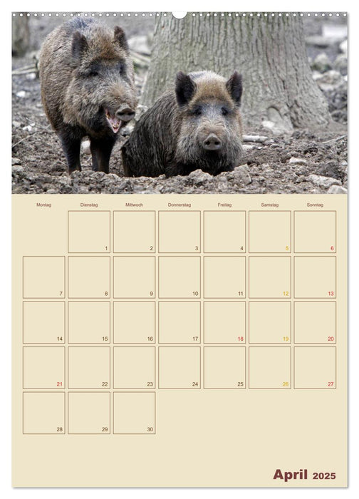 Wildschweine (CALVENDO Wandkalender 2025)