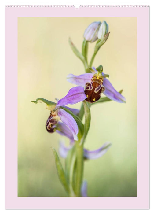 wilde Orchideen in Deutschland (CALVENDO Premium Wandkalender 2025)