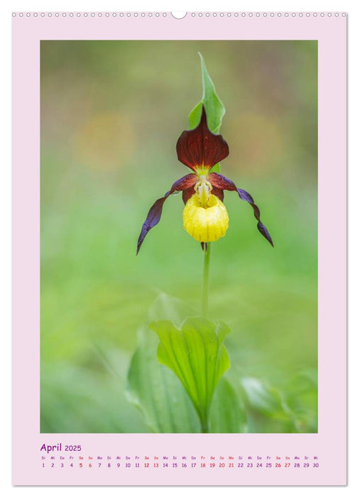 wilde Orchideen in Deutschland (CALVENDO Premium Wandkalender 2025)