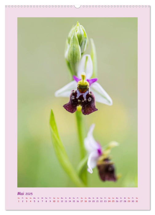 wilde Orchideen in Deutschland (CALVENDO Premium Wandkalender 2025)