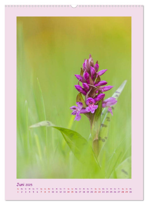 wilde Orchideen in Deutschland (CALVENDO Premium Wandkalender 2025)