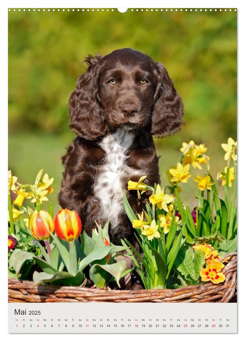 Hundewelpen (CALVENDO Wandkalender 2025)