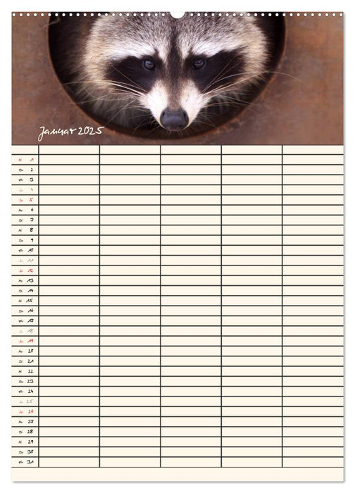 Waschbären Familienplaner (CALVENDO Wandkalender 2025)