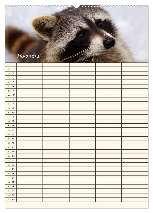 Waschbären Familienplaner (CALVENDO Wandkalender 2025)