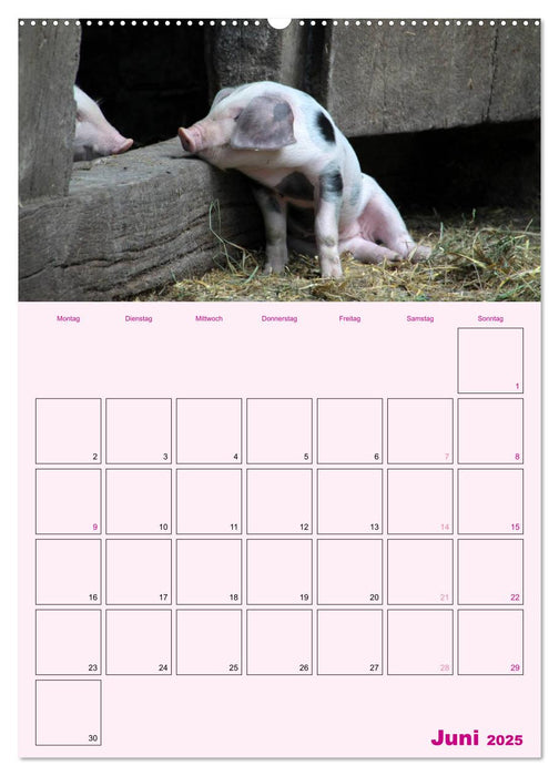 Schweinischer Terminplaner (CALVENDO Wandkalender 2025)