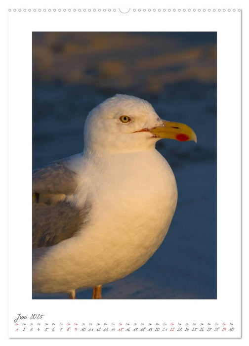 Insel Amrum (CALVENDO Premium Wandkalender 2025)