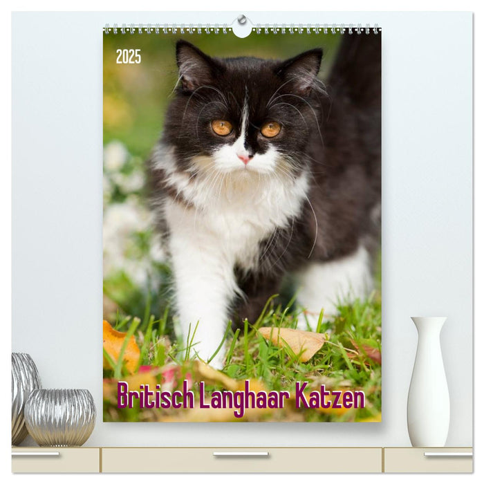 Britisch Langhaar Katzen (CALVENDO Premium Wandkalender 2025)