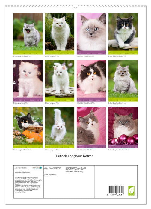 Britisch Langhaar Katzen (CALVENDO Premium Wandkalender 2025)