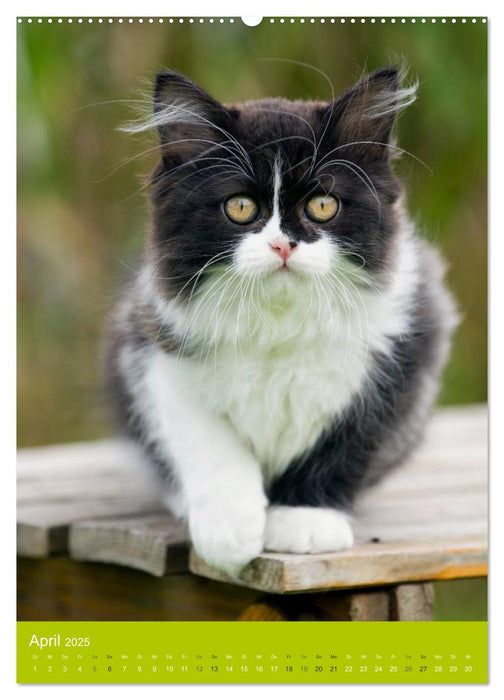 Britisch Langhaar Katzen (CALVENDO Premium Wandkalender 2025)