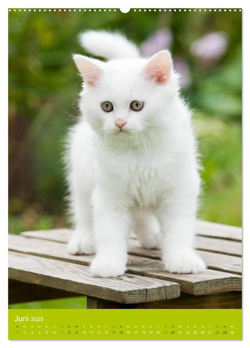 Britisch Langhaar Katzen (CALVENDO Premium Wandkalender 2025)