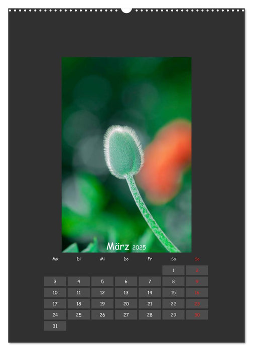 Mohn (CALVENDO Premium Wandkalender 2025)