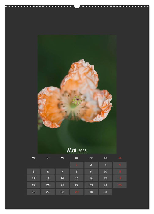 Mohn (CALVENDO Premium Wandkalender 2025)