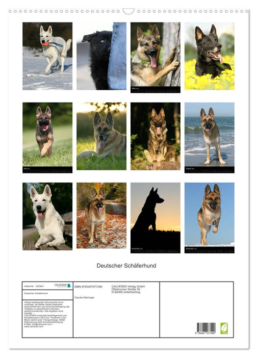 Deutscher Schäferhund (CALVENDO Wandkalender 2025)