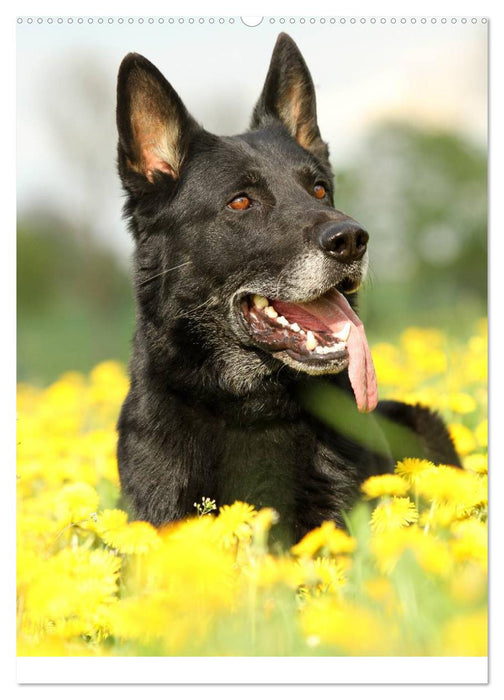 Deutscher Schäferhund (CALVENDO Wandkalender 2025)