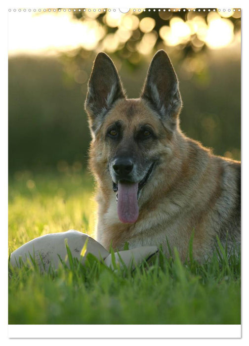 Deutscher Schäferhund (CALVENDO Wandkalender 2025)