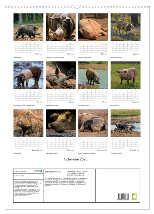 Schweine 2025 (CALVENDO Wandkalender 2025)