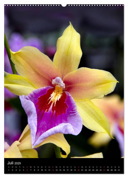 Faszination Orchideen (CALVENDO Premium Wandkalender 2025)