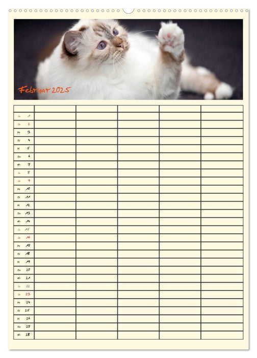 Zauberhafte Katzen - Familienplaner (CALVENDO Wandkalender 2025)