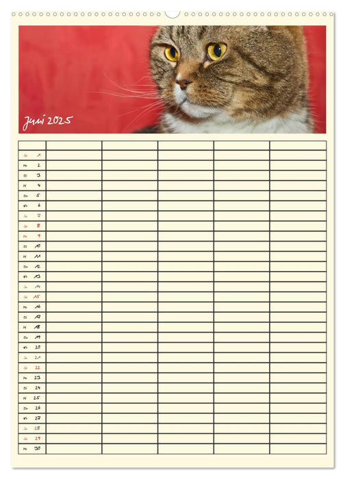 Zauberhafte Katzen - Familienplaner (CALVENDO Wandkalender 2025)