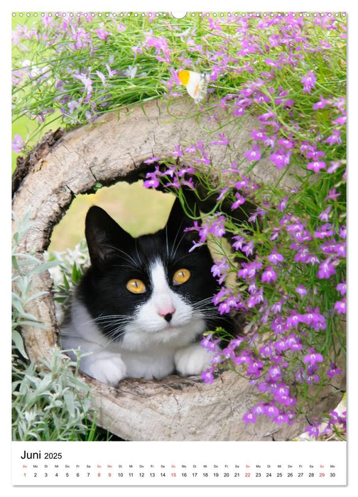 COUNTRY CATS (CALVENDO Premium Wandkalender 2025)