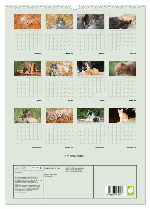 Katzenkinder (CALVENDO Wandkalender 2025)