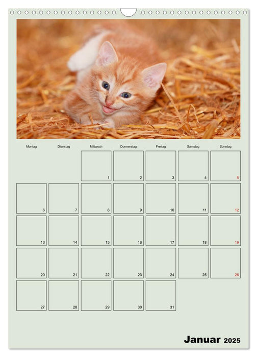 Katzenkinder (CALVENDO Wandkalender 2025)