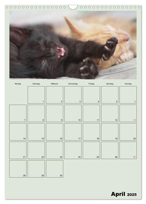 Katzenkinder (CALVENDO Wandkalender 2025)