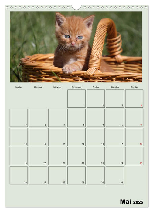 Katzenkinder (CALVENDO Wandkalender 2025)