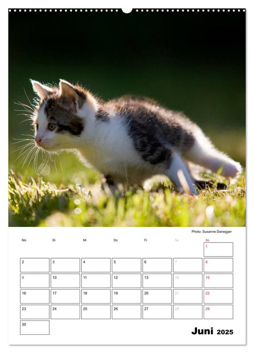 Katzenkinder - Impressionen (CALVENDO Premium Wandkalender 2025)