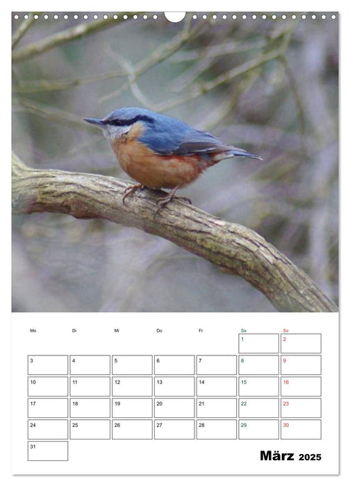Heimische Singvögel (CALVENDO Wandkalender 2025)