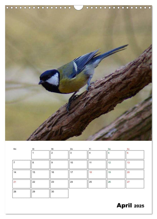 Heimische Singvögel (CALVENDO Wandkalender 2025)