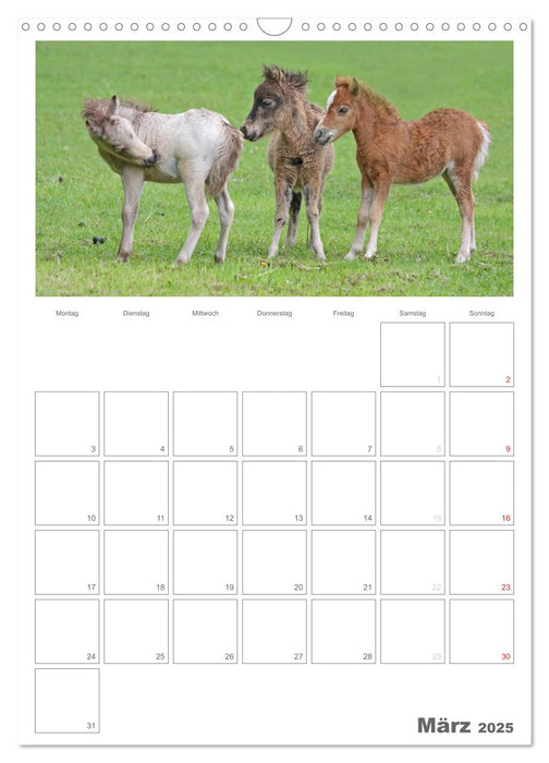 Fohlen und Jungpferde (CALVENDO Wandkalender 2025)