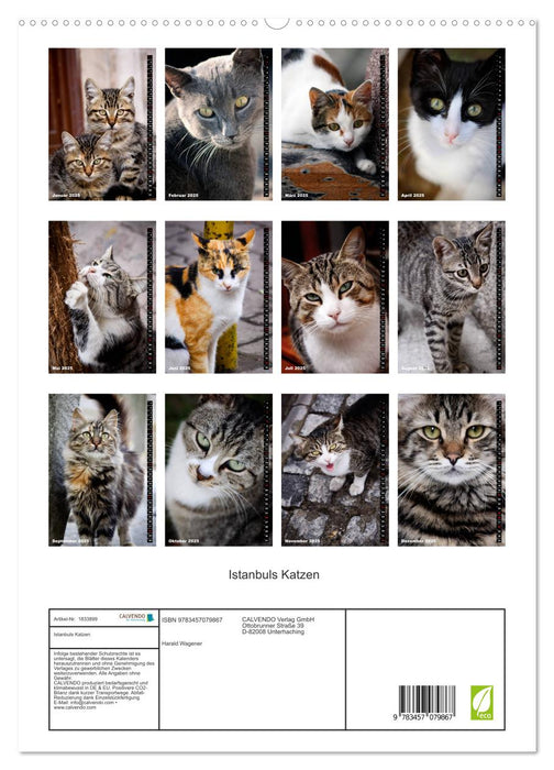 Istanbuls Katzen (CALVENDO Premium Wandkalender 2025)