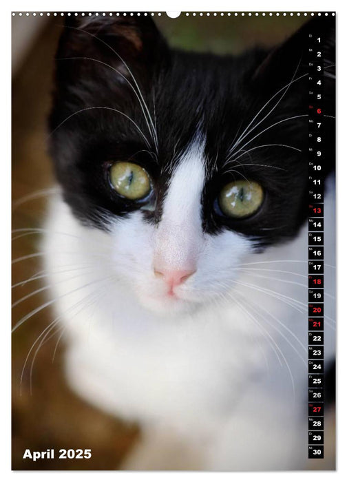 Istanbuls Katzen (CALVENDO Premium Wandkalender 2025)