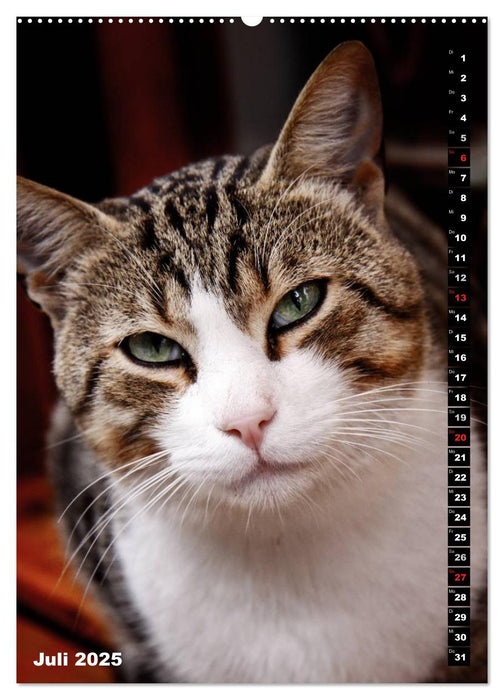 Istanbuls Katzen (CALVENDO Premium Wandkalender 2025)